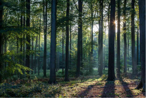 Timber Composite Decking